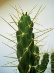 Largas espinas en cactus
