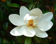 Magnolia copac flori