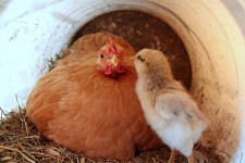 Moeder kip en chick