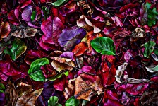 Multi Colored Abstract Leaves