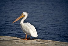 Um pelicano branco