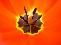 Orange blomma
