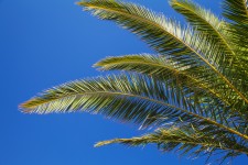 Palmowych liści drzewa i błękitne niebo