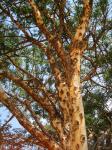 Paperbark thorn tree 2