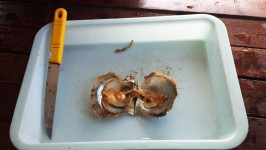 珍珠牡蛎养殖