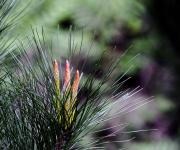 Pine Needles Antecedentes