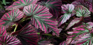 Pink and Green Leafy Plant