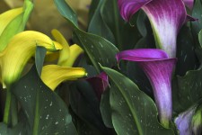 Pink and Yellow Calla Lilies