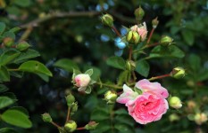 Rózsaszín rózsa bimbó