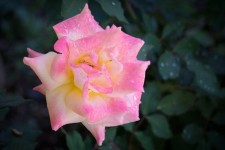 Pink Yellow Garden Rose