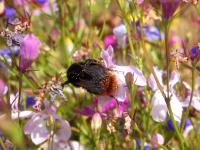 Polline Bee coperto