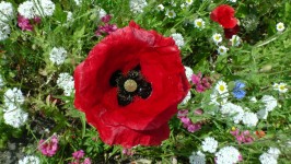 Poppy In The Garden