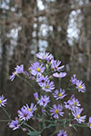 Purple Wild Flowers Sky Blue Aster