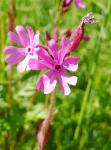 Red Campion Kwiaty