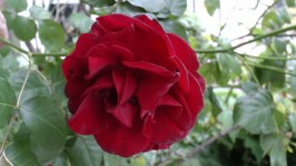 Red Rose Bush