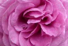 Rose Różowy Close
