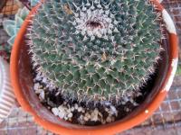 Round cactus in pot