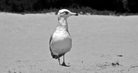 Seagull Walking the Sand