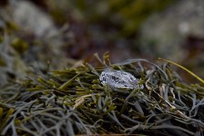Sealife sur algues