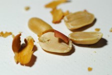 Peanut Seed