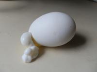 Zieke Egg