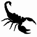 Silhouette Of A Scorpion