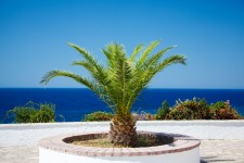 Small palm tree