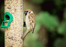 Sparrow On Bird Feeder
