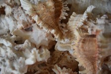 Shells Spiny Murex