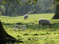 Jarní Lambs