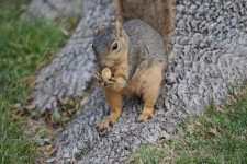 Squirrel At Base Of A Tree