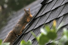 Eekhoorn op het dak