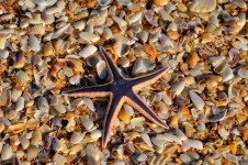 Starfish și scoici