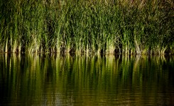 Tall Grass Reflection