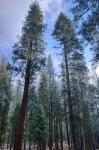Tall Pines of Sierra Nevada