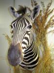 Taxidermy Zebra Head