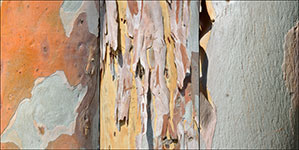 Tree bark collection