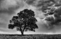嵐の前の木