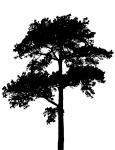 Baum-Schattenbild