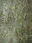 Patrón del tronco de árbol