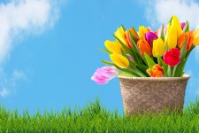 Tulips in Basket Blue Sky and Grass