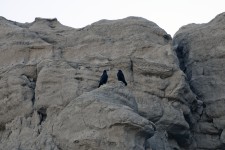 Dois corvos em Red Rock