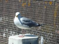 Unique seagull sitting on a pillar