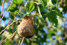 Weaver's Nest Attached To Tree