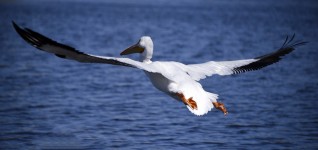 White dospělých Pelican Flight