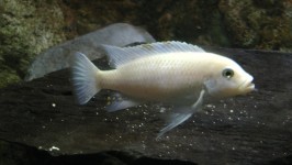White Cichlid Fish