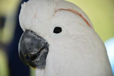 Branco Cockatoo