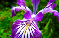 Flor de iris salvaje