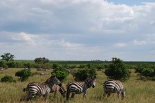 Vilda djur i Masai Mara Zebra (Heard)