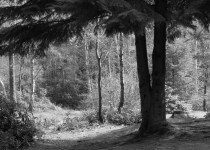 Woodland černá a bílá fotografie